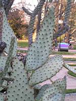 Opuntia linguiformis (fam Cactacees) (2) (Photo F. Mrugala)